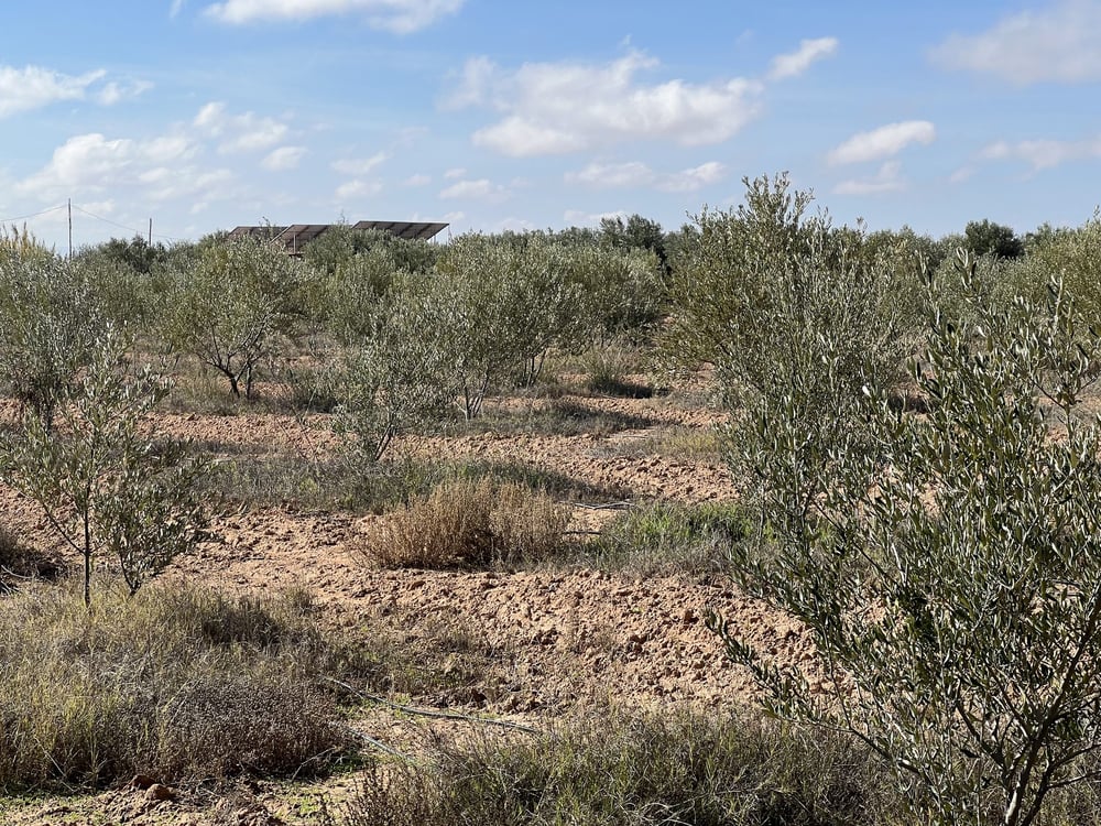 Ferme agricole 10 ha à vendre Chichaoua — photo 2