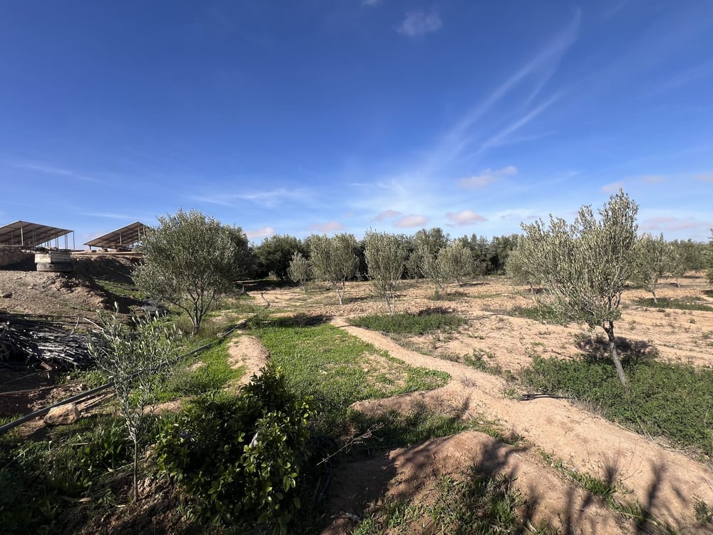 Ferme agricole 10 ha à vendre Chichaoua — photo 14