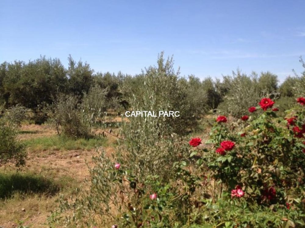Ferme agricole 3,6 ha à vendre Route de Fès, Marrakech — photo 16