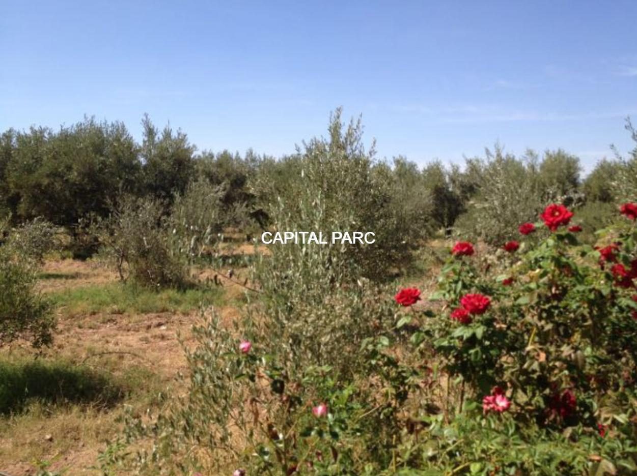 Ferme agricole 3,6 ha à vendre Route de Fès, Marrakech — miniature 16