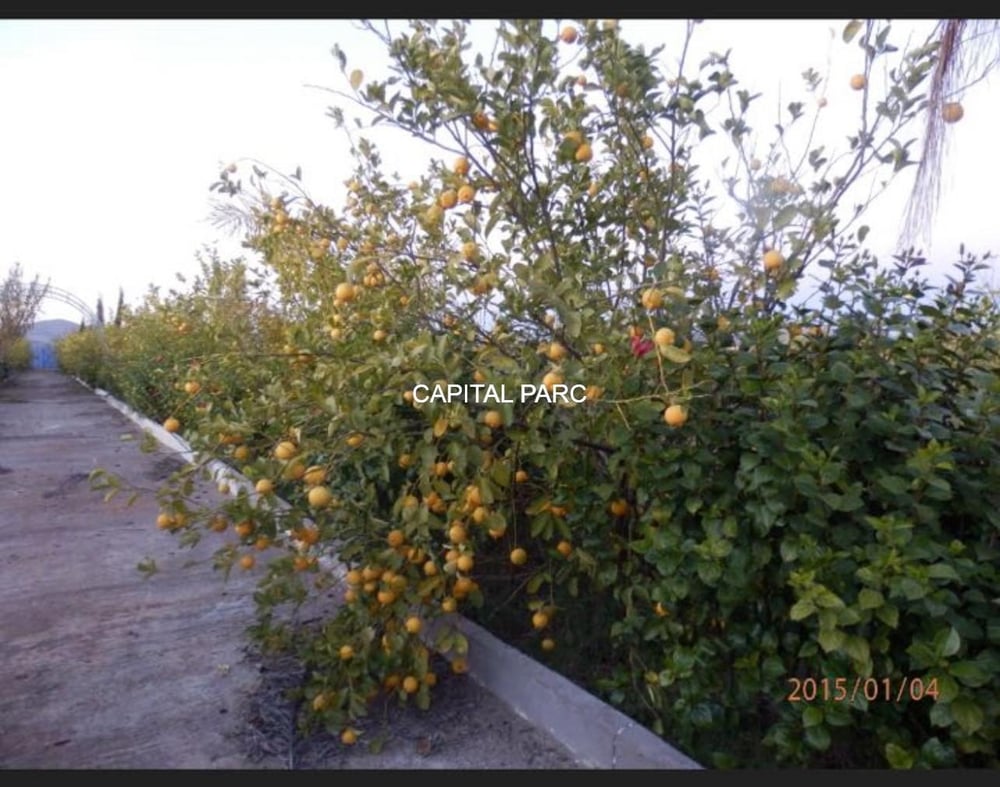 Ferme agricole 3,6 ha à vendre Route de Fès, Marrakech — photo 8