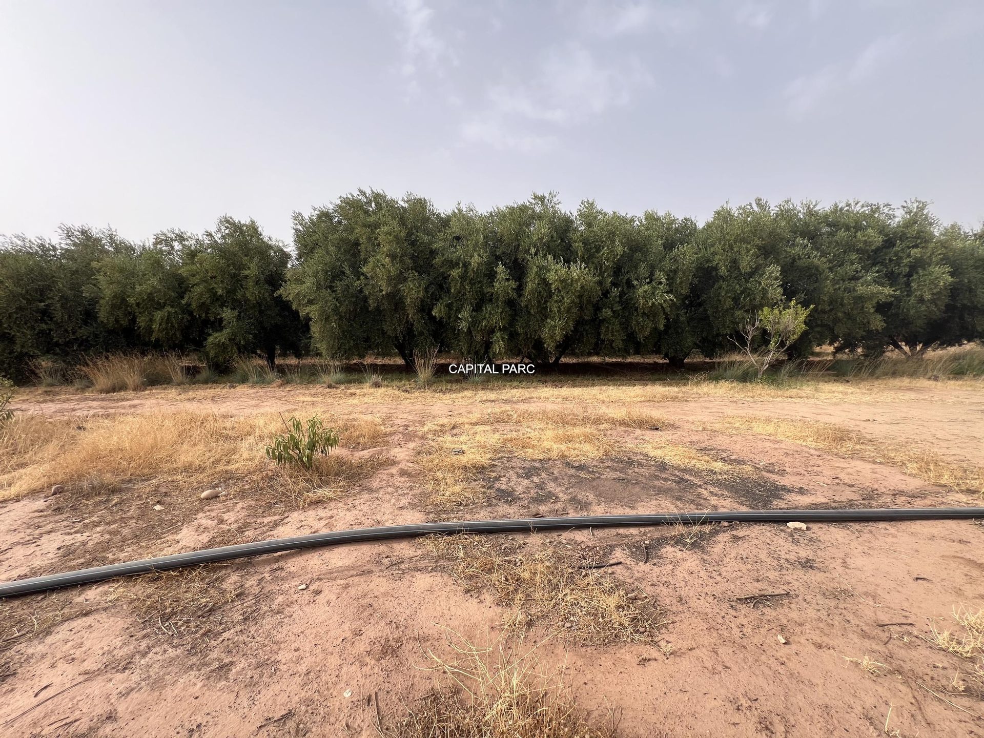 Ferme agricole 5,8 ha à vendre Sidi Abdellah Ghiat, Marrakech — miniature 16