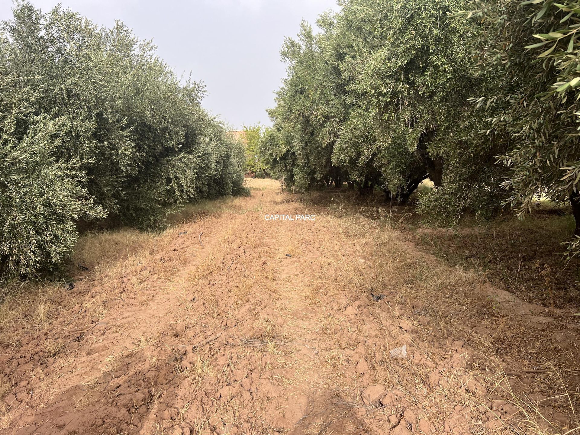 Ferme agricole 5,8 ha à vendre Sidi Abdellah Ghiat, Marrakech — miniature 17