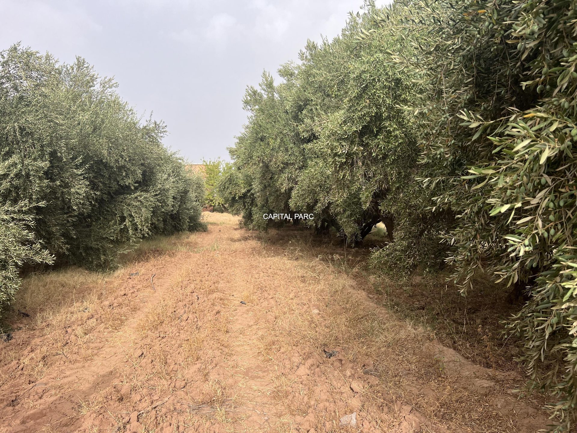 Ferme agricole 5,8 ha à vendre Sidi Abdellah Ghiat, Marrakech — miniature 19