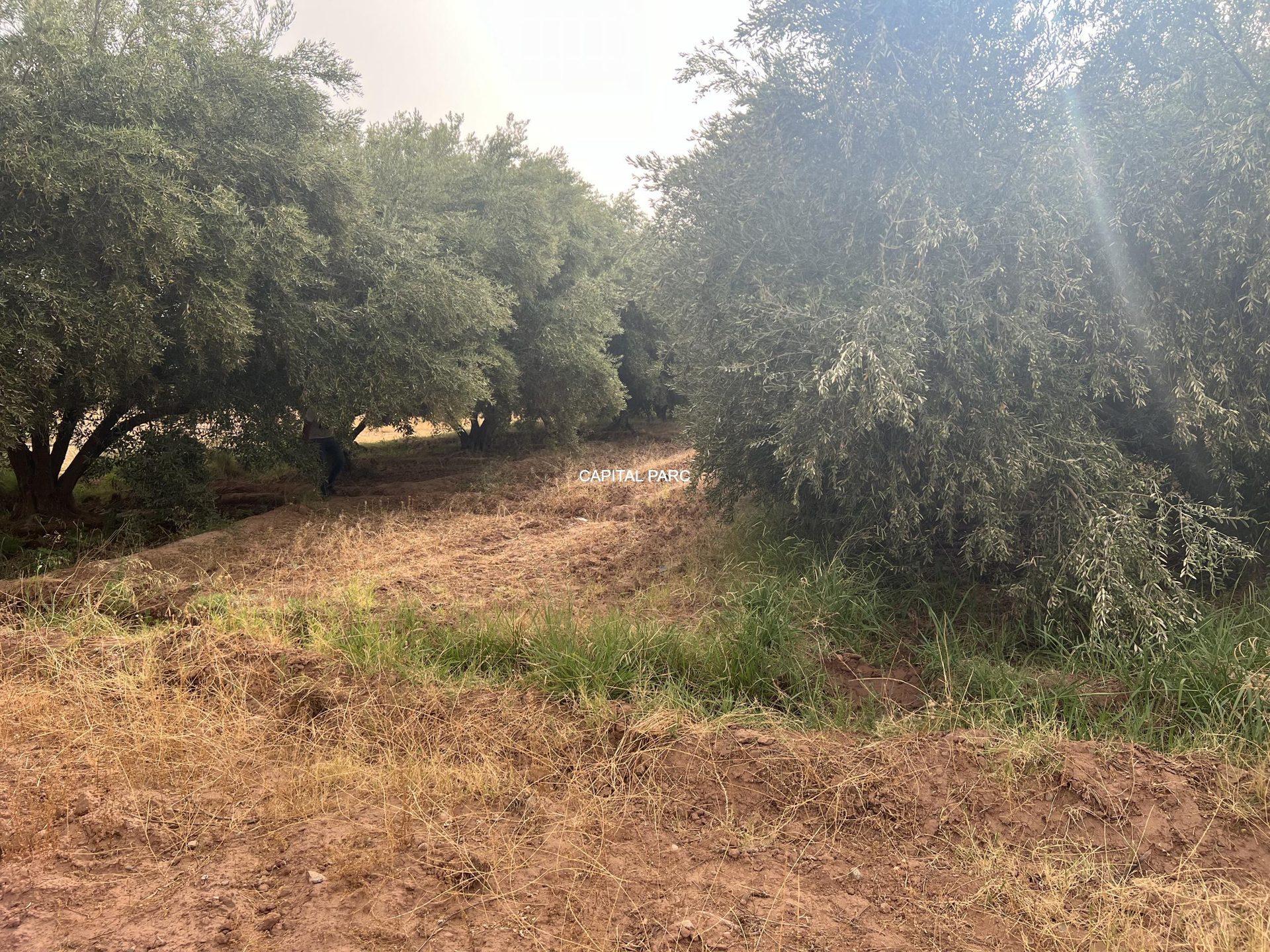 Ferme agricole 5,8 ha à vendre Sidi Abdellah Ghiat, Marrakech — miniature 20