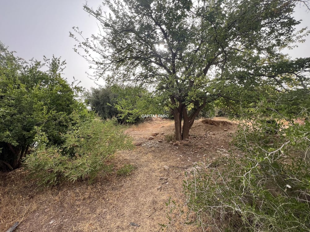 Ferme agricole 5,8 ha à vendre Sidi Abdellah Ghiat, Marrakech — photo 22
