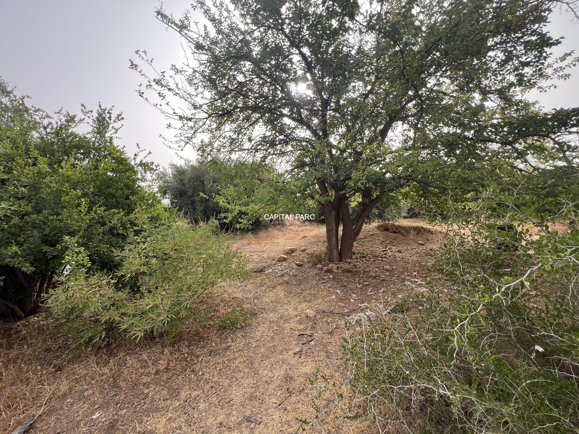 Ferme agricole 5,8 ha à vendre Sidi Abdellah Ghiat, Marrakech — miniature 22