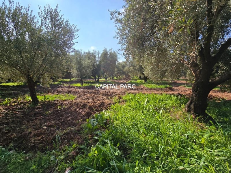 For Sale: Farm with House — Ferme, Marrakech