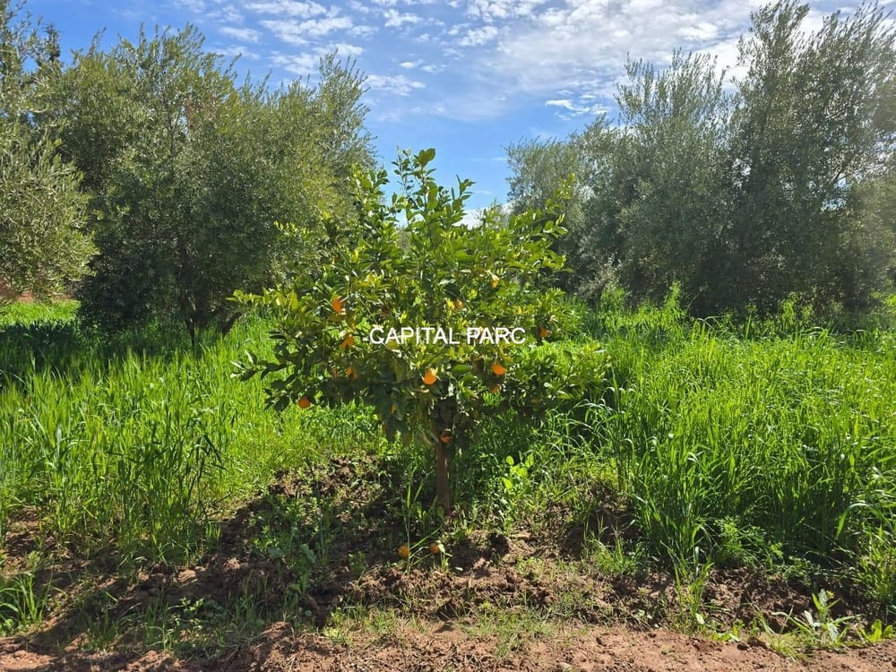 Ferme 2 ha à vendre, 200 oliviers, Sidi Abdellah Ghiat, Marrakech — photo 2