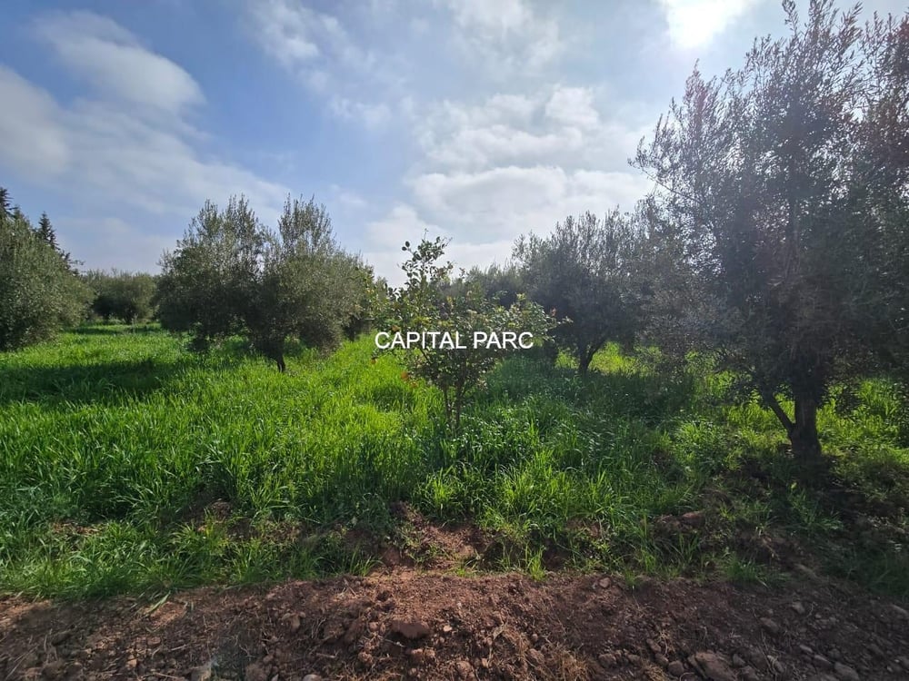 Ferme 2 ha à vendre, 200 oliviers, Sidi Abdellah Ghiat, Marrakech — photo 11