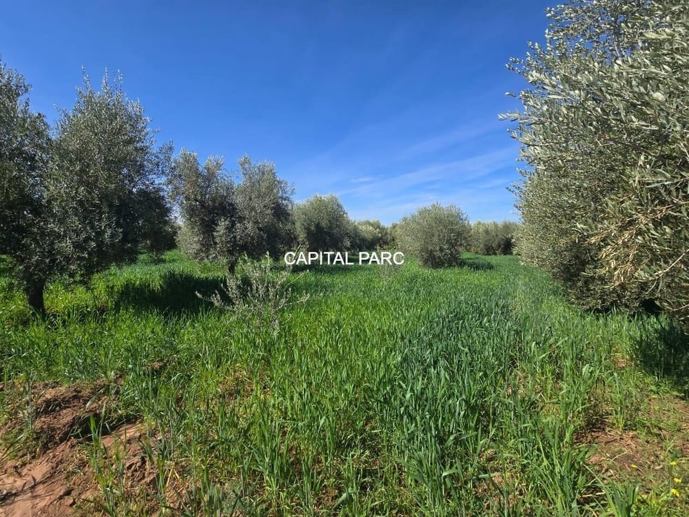 Ferme 2 ha à vendre, 200 oliviers, Sidi Abdellah Ghiat, Marrakech — photo 12