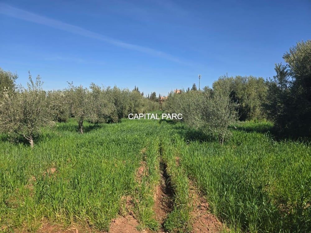Ferme 2 ha à vendre, 200 oliviers, Sidi Abdellah Ghiat, Marrakech — photo 13
