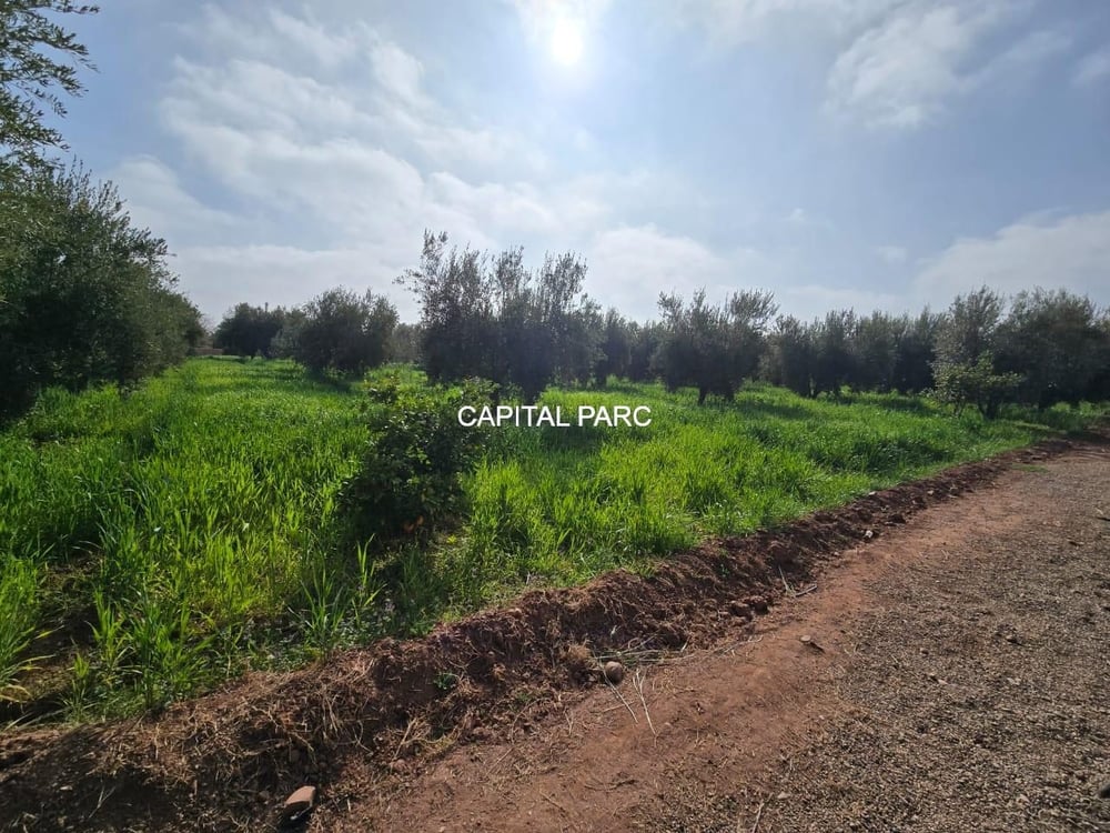 Ferme 2 ha à vendre, 200 oliviers, Sidi Abdellah Ghiat, Marrakech — photo 14
