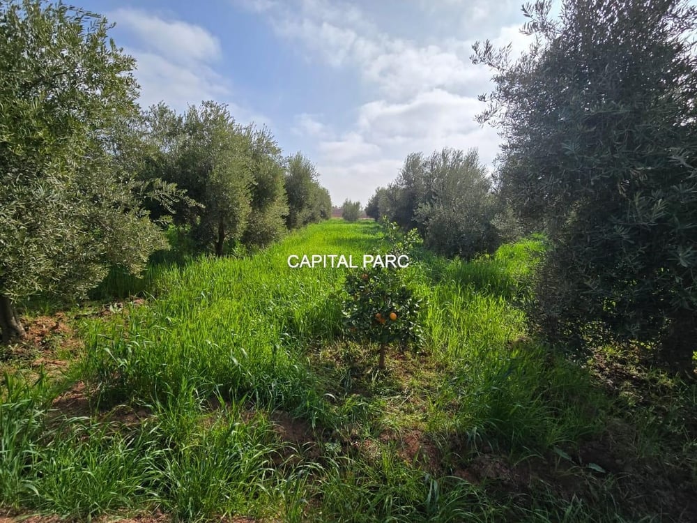 Ferme 2 ha à vendre, 200 oliviers, Sidi Abdellah Ghiat, Marrakech — photo 15