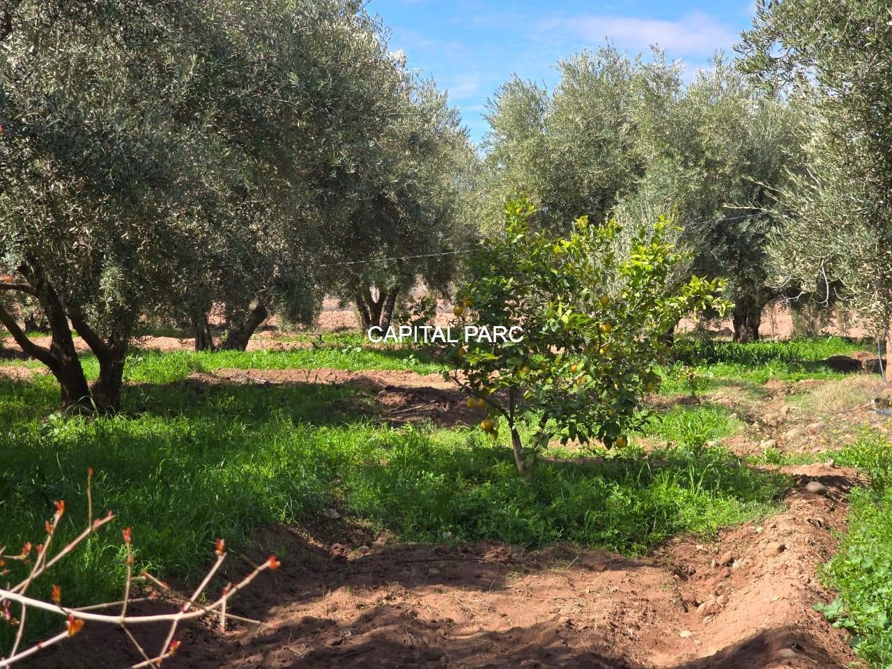 Ferme 2 ha à vendre, 200 oliviers, Sidi Abdellah Ghiat, Marrakech — miniature 6