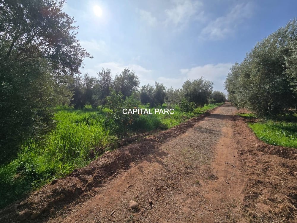 Ferme 2 ha à vendre, 200 oliviers, Sidi Abdellah Ghiat, Marrakech — photo 8