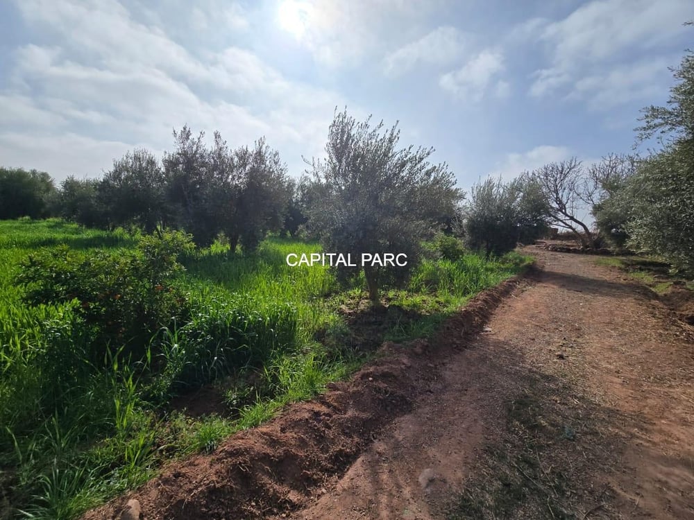 Ferme 2 ha à vendre, 200 oliviers, Sidi Abdellah Ghiat, Marrakech — photo 9