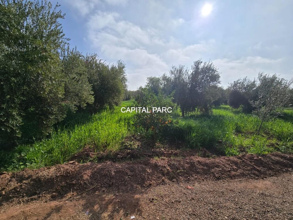 Ferme 2 ha à vendre, 200 oliviers, Sidi Abdellah Ghiat, Marrakech — photo 10