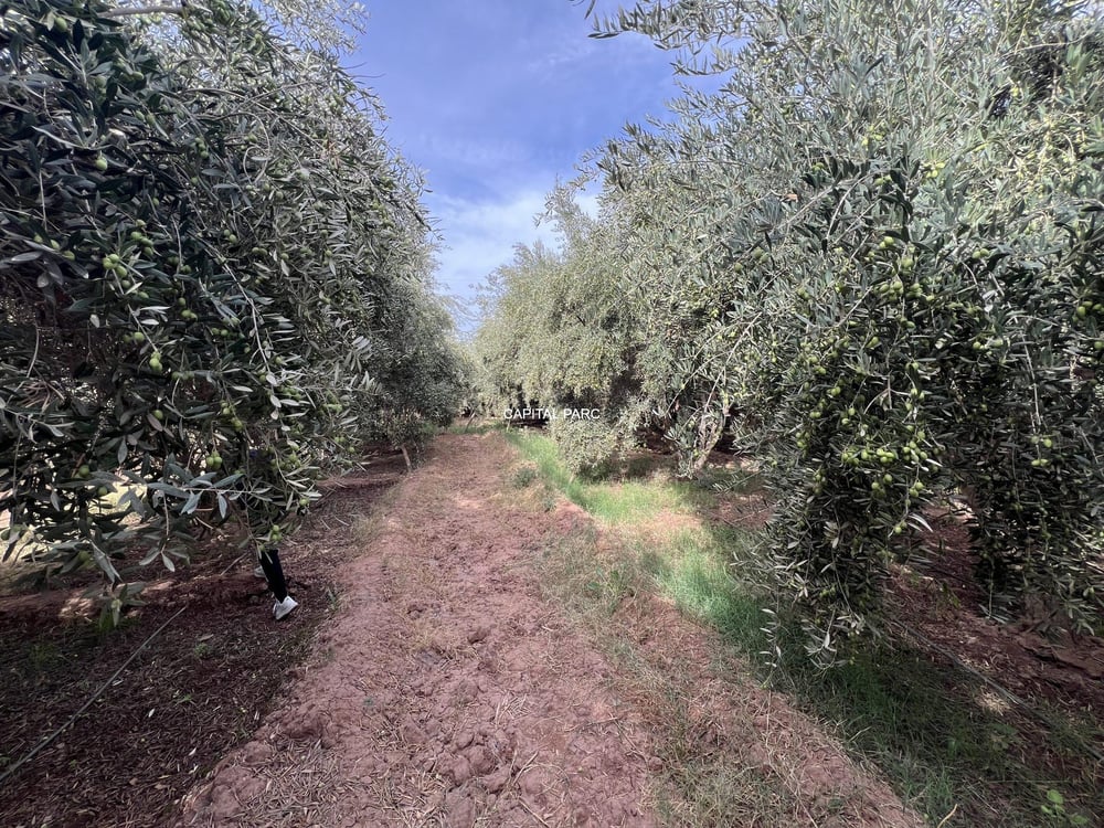 Ferme 5 ch. à vendre, 5083 m², Route de Fès, Marrakech — photo 13