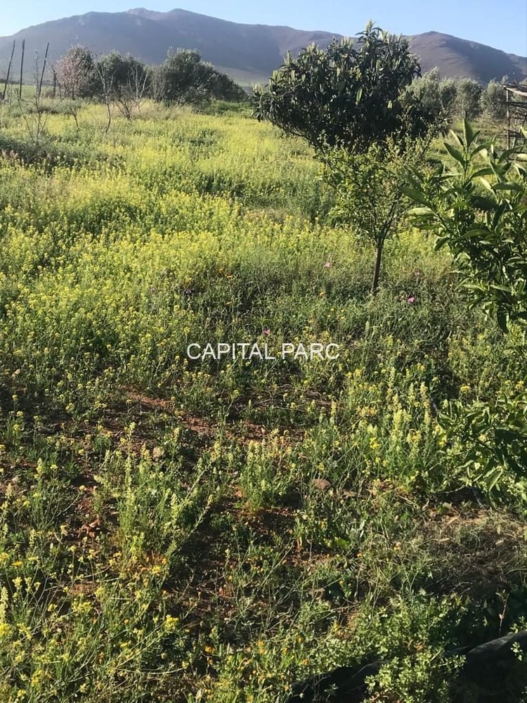 Ferme titrée 5,8 ha à vendre, Ouahat Sidi Brahim, Marrakech — photo 2