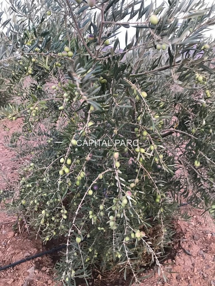 Ferme titrée 5,8 ha à vendre, Ouahat Sidi Brahim, Marrakech — photo 3