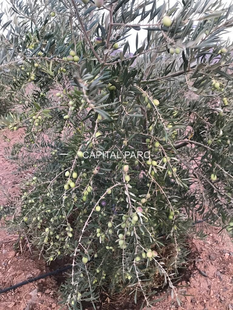 Ferme titrée 5,8 ha à vendre, Ouahat Sidi Brahim, Marrakech — miniature 3