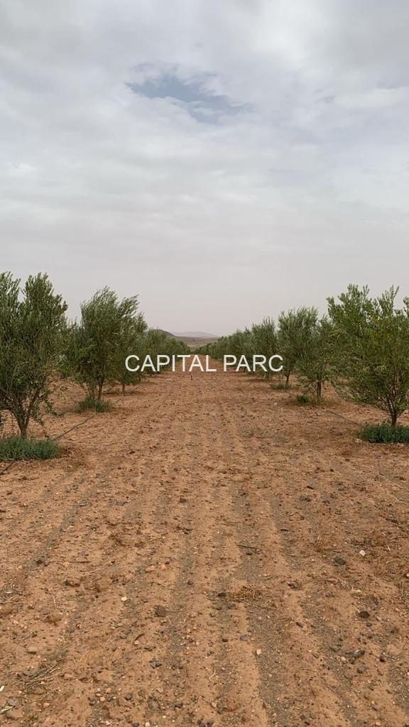 Ferme titrée 5,8 ha à vendre, Ouahat Sidi Brahim, Marrakech — miniature 5