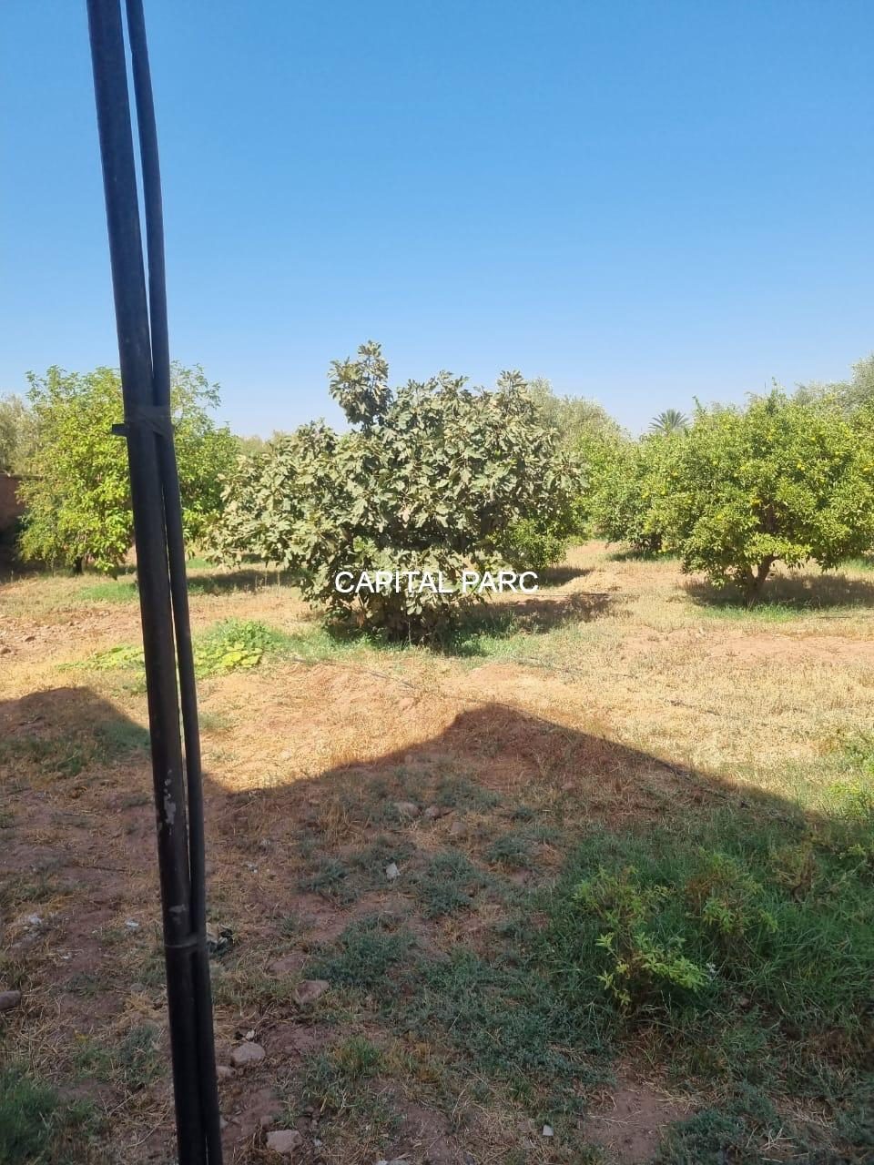 Ferme 150 m² à vendre, 1,3 ha, Route de Fès, Marrakech — miniature 2