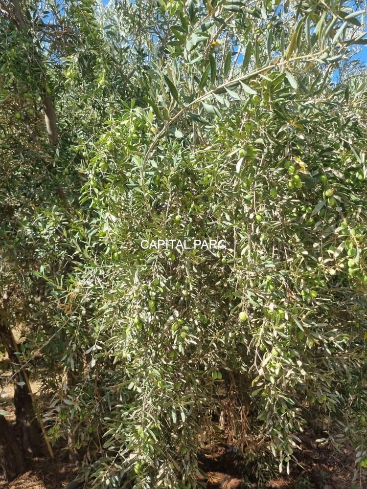 Ferme 150 m² à vendre, 1,3 ha, Route de Fès, Marrakech — photo 9