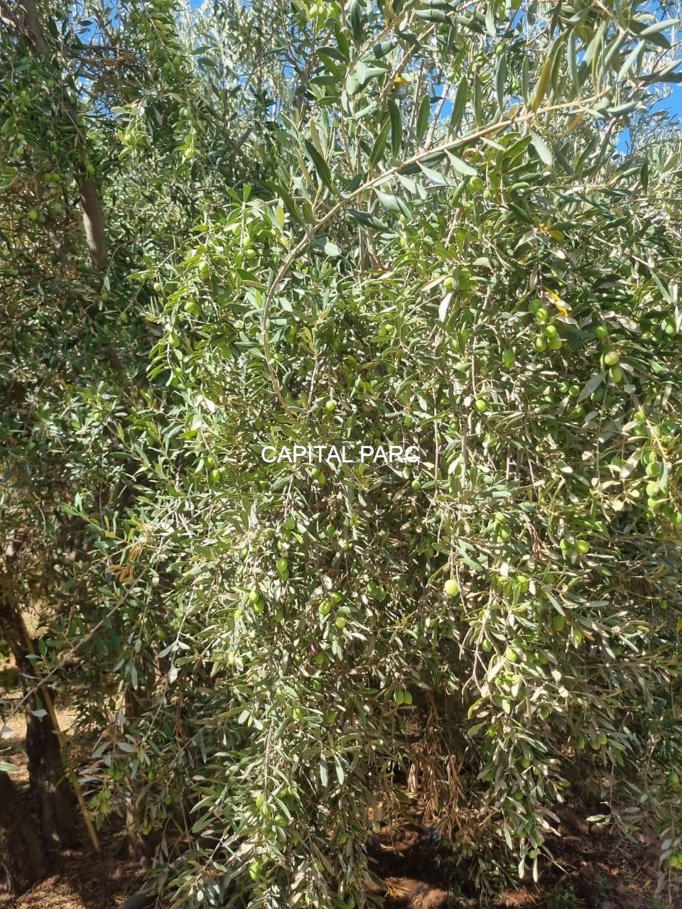 Ferme 150 m² à vendre, 1,3 ha, Route de Fès, Marrakech — miniature 9