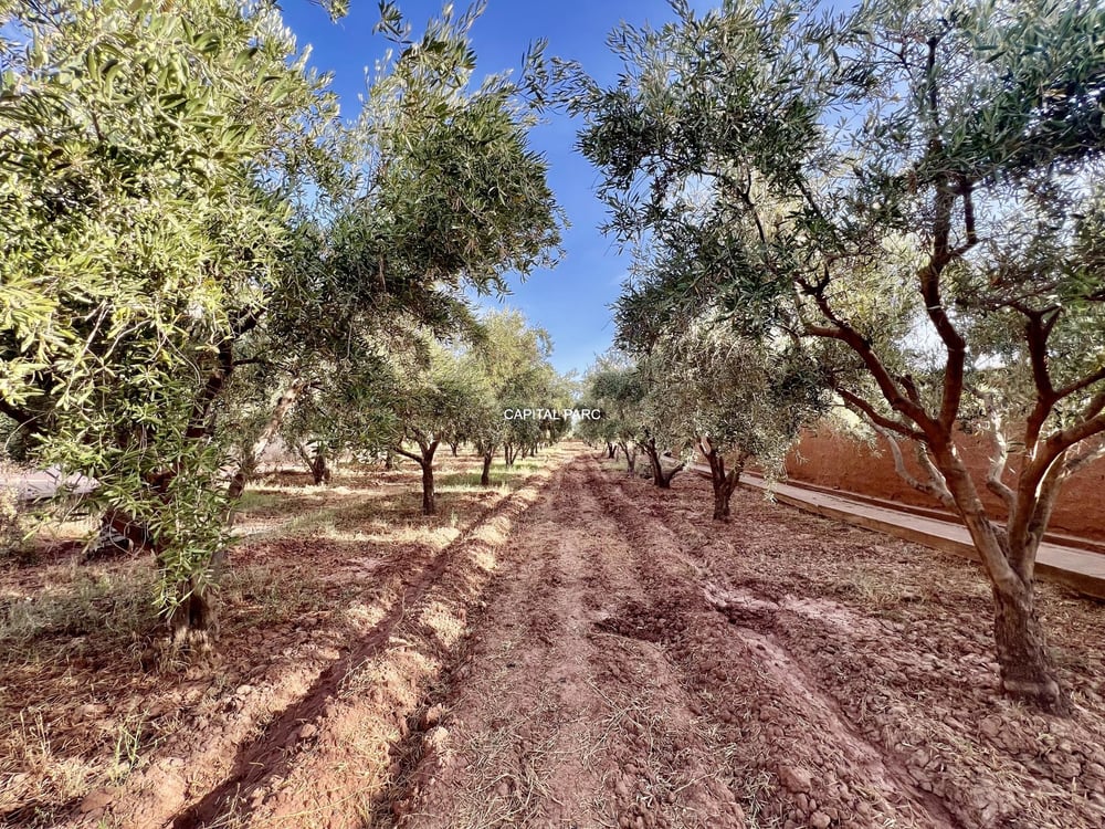 Maison 230 m² à vendre, 1 ha de parc, Marrakech — photo 14