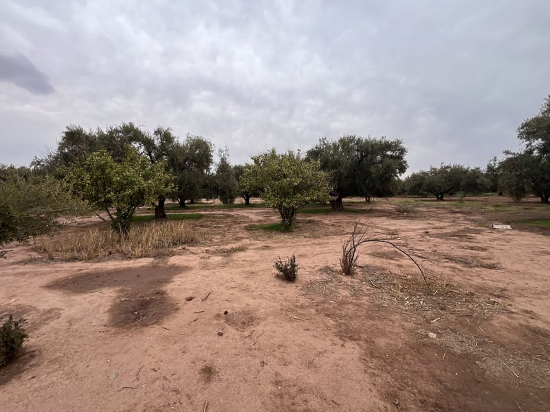 Ferme melkia 1, 5 ha à vendre, Oulad Hassoun, Marrakech — Ferme, Marrakech