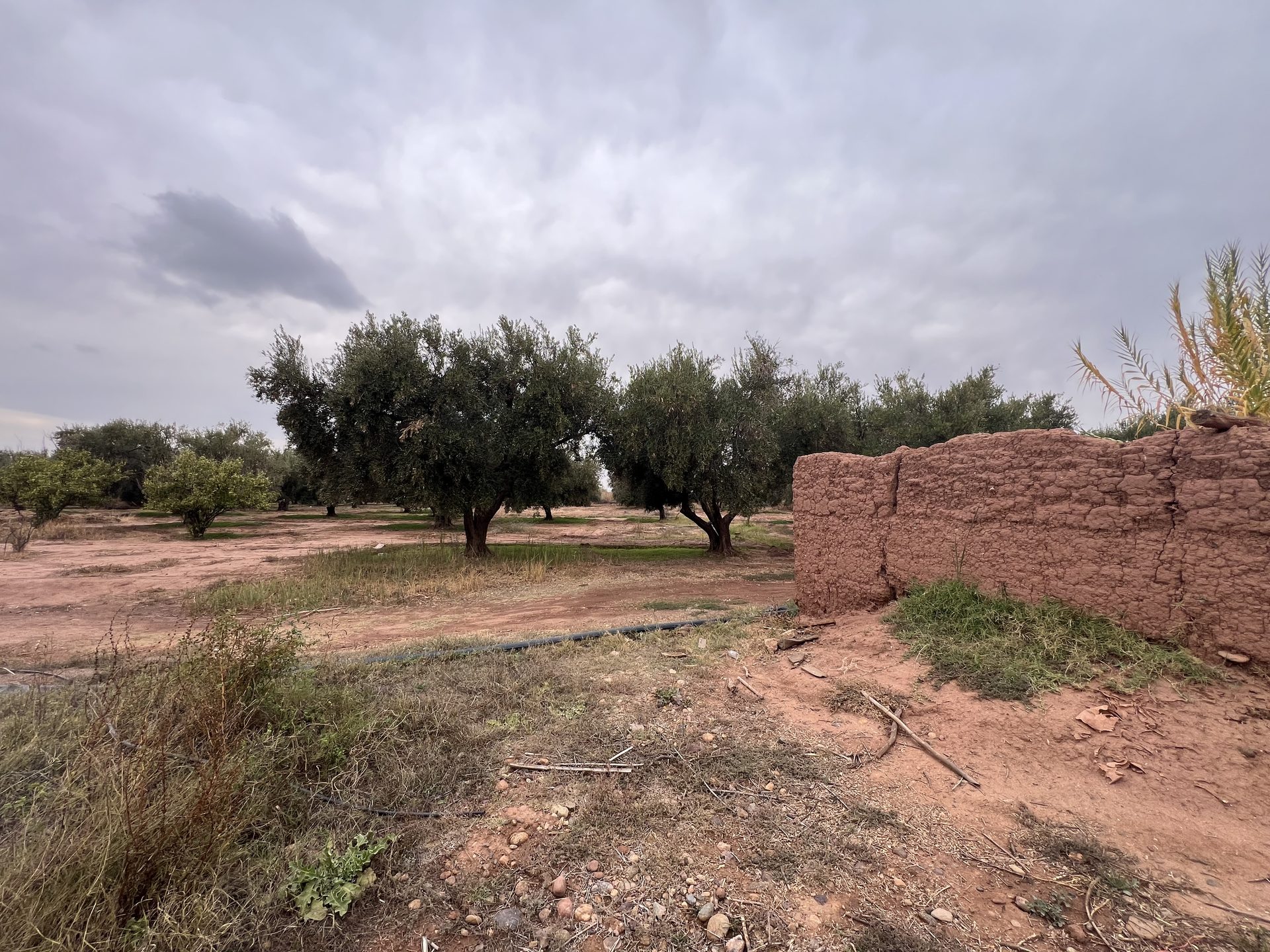 Ferme melkia 1,5 ha à vendre, Oulad Hassoun, Marrakech — miniature 2