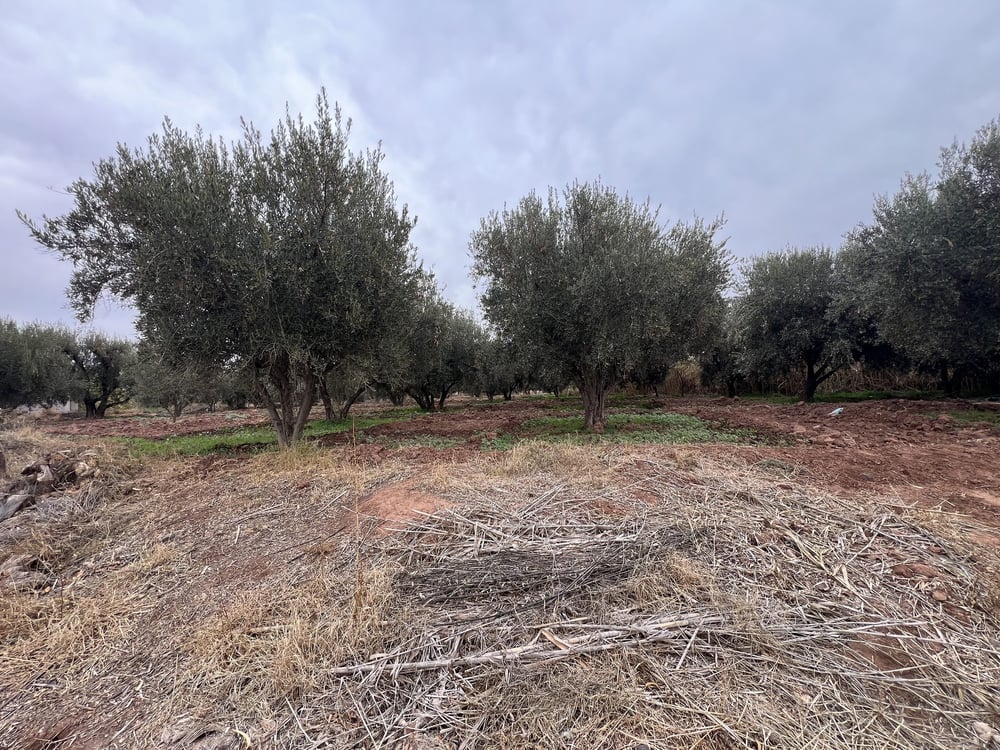 Ferme melkia 1,5 ha à vendre, Oulad Hassoun, Marrakech — photo 11