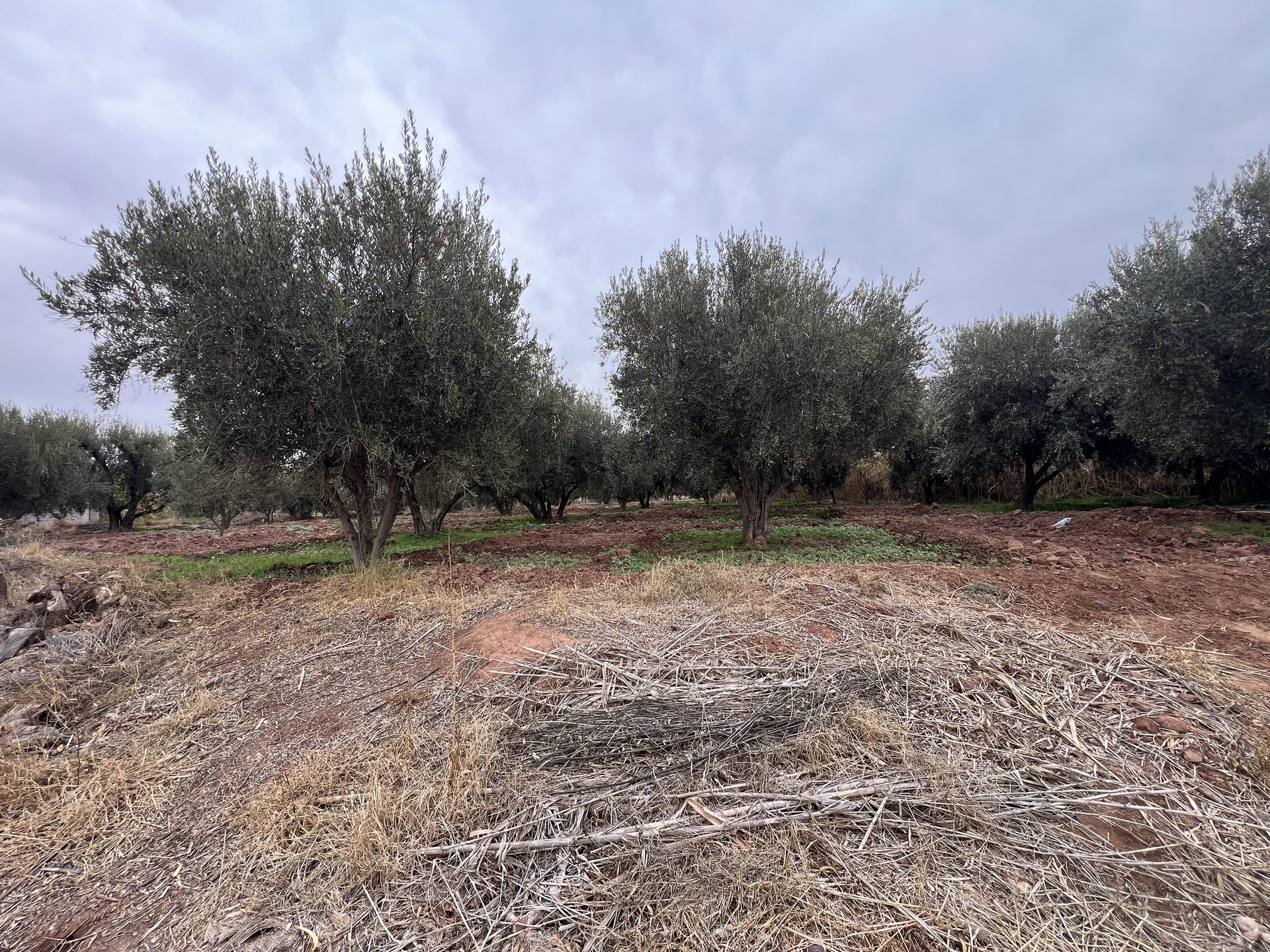 Ferme melkia 1,5 ha à vendre, Oulad Hassoun, Marrakech — miniature 11