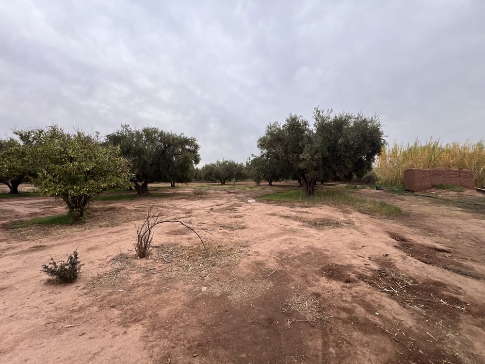 Ferme melkia 1,5 ha à vendre, Oulad Hassoun, Marrakech — photo 12