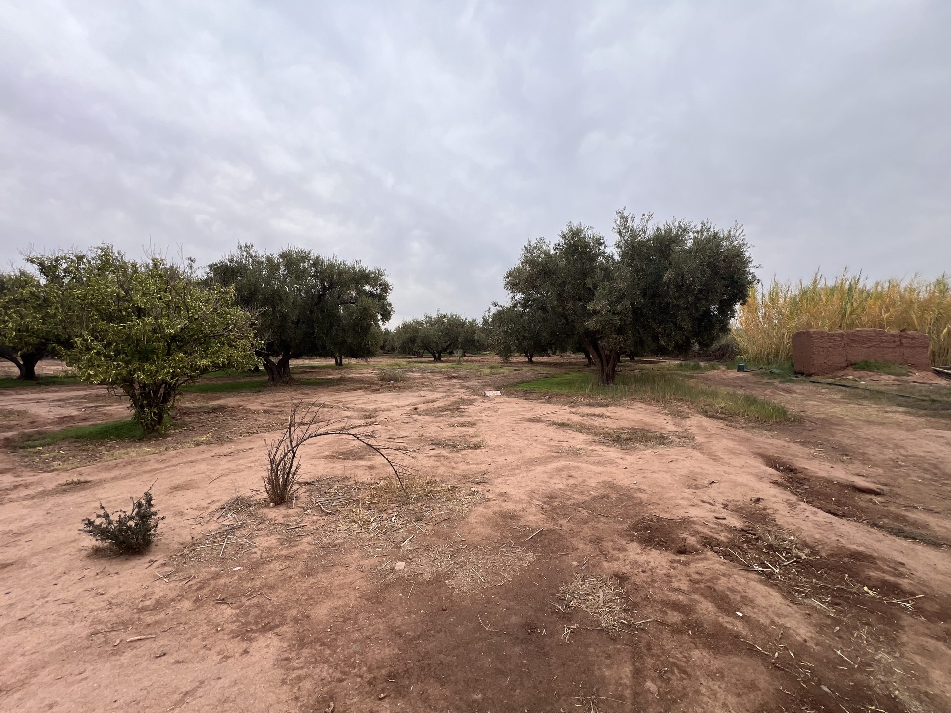 Ferme melkia 1,5 ha à vendre, Oulad Hassoun, Marrakech — miniature 12