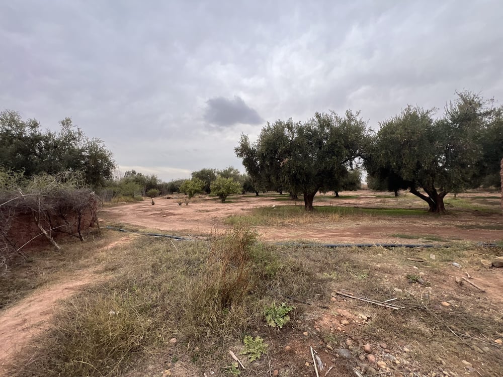 Ferme melkia 1,5 ha à vendre, Oulad Hassoun, Marrakech — photo 3