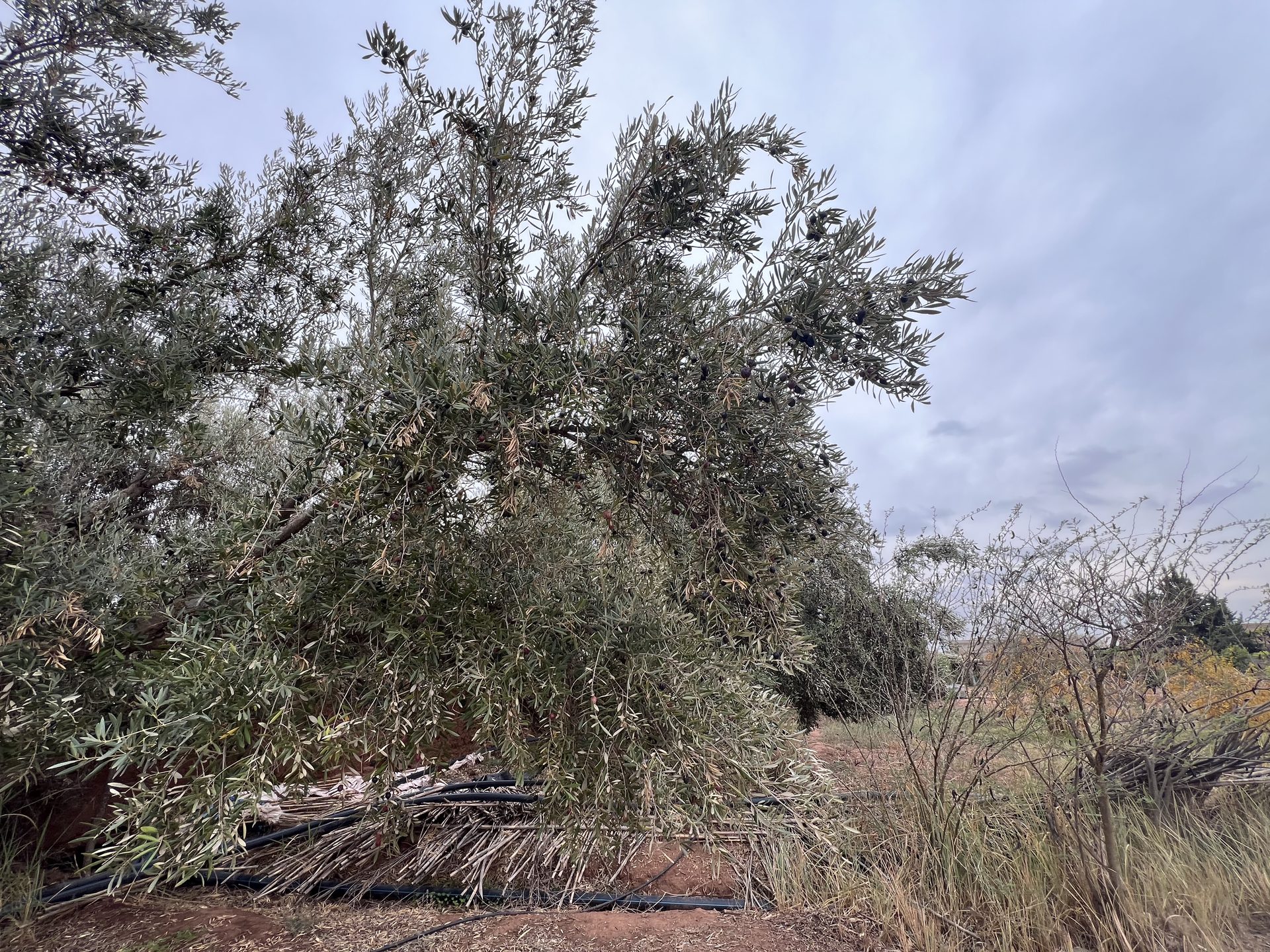 Ferme melkia 1,5 ha à vendre, Oulad Hassoun, Marrakech — miniature 4