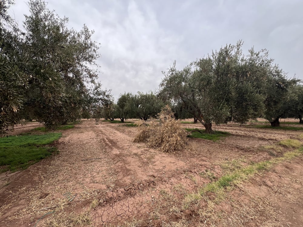 Ferme melkia 1,5 ha à vendre, Oulad Hassoun, Marrakech — photo 5