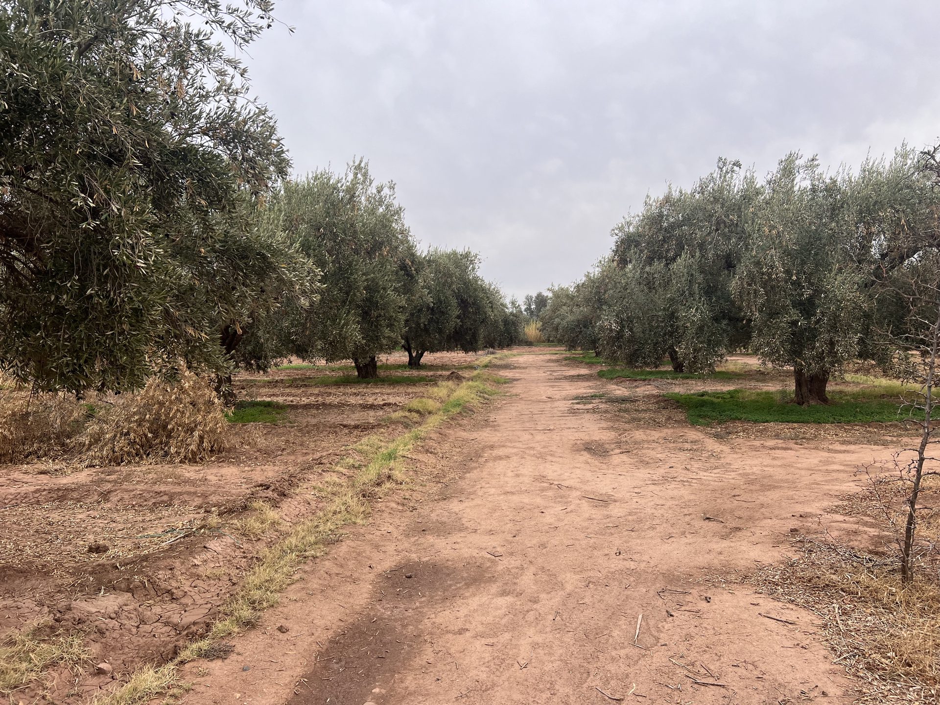 Ferme melkia 1,5 ha à vendre, Oulad Hassoun, Marrakech — miniature 7