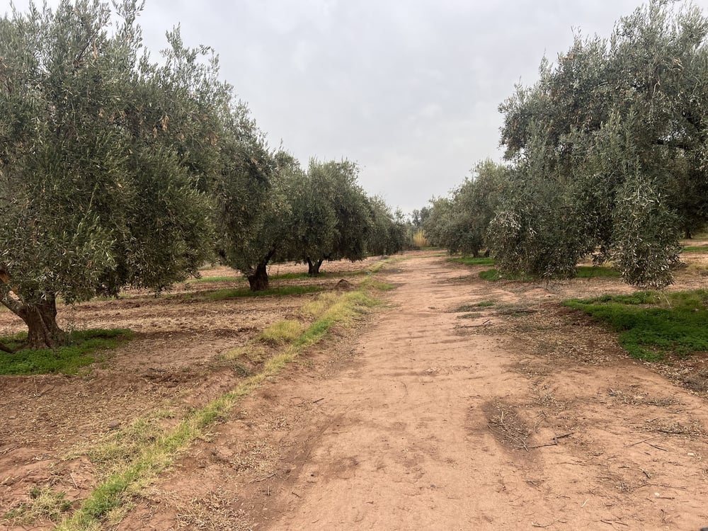 Ferme melkia 1,5 ha à vendre, Oulad Hassoun, Marrakech — photo 8