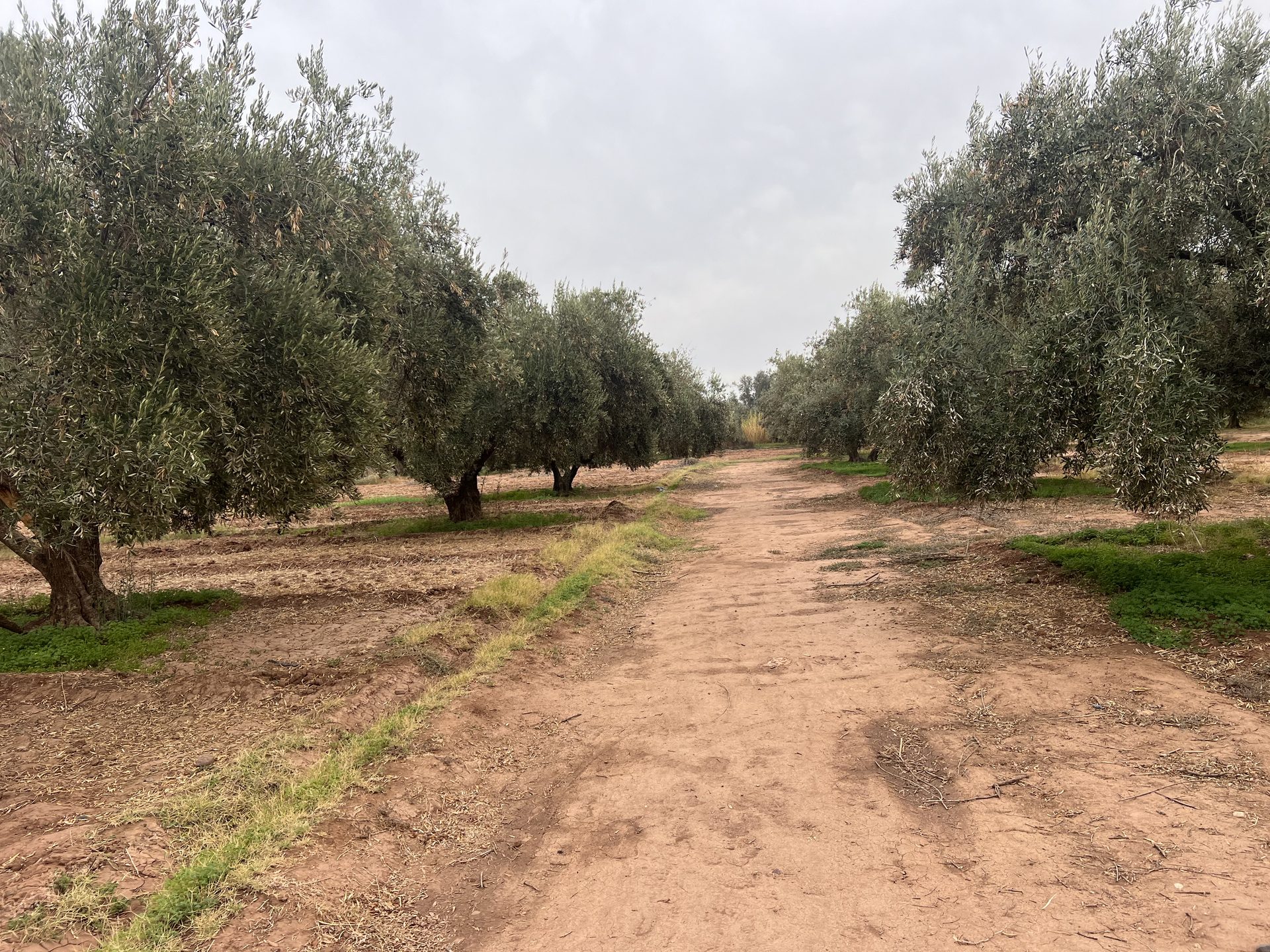 Ferme melkia 1,5 ha à vendre, Oulad Hassoun, Marrakech — miniature 8