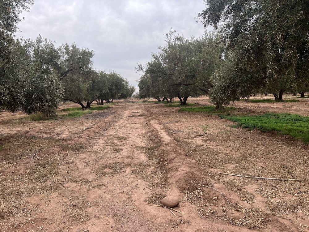 Ferme melkia 1,5 ha à vendre, Oulad Hassoun, Marrakech — photo 9