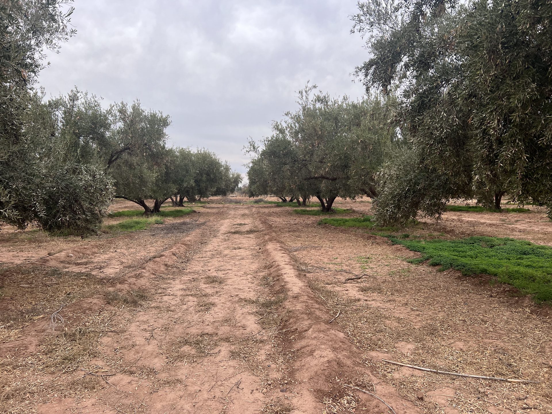 Ferme melkia 1,5 ha à vendre, Oulad Hassoun, Marrakech — miniature 10