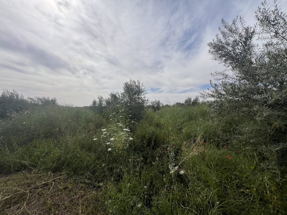 Terrain 1,4 ha titré à vendre, Chwiter, Marrakech — photo 7