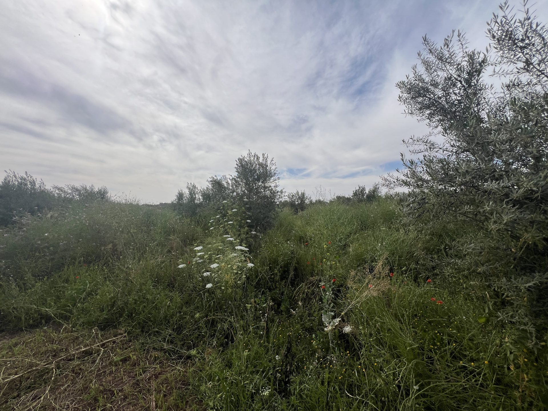 Terrain 1,4 ha titré à vendre, Chwiter, Marrakech — miniature 7