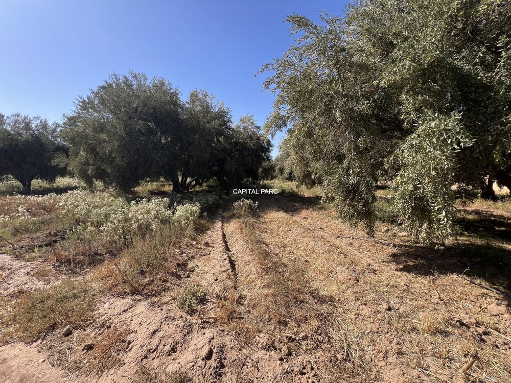Terrain melkia 3000 m² à vendre, Rte de Fès, Marrakech — photo 3
