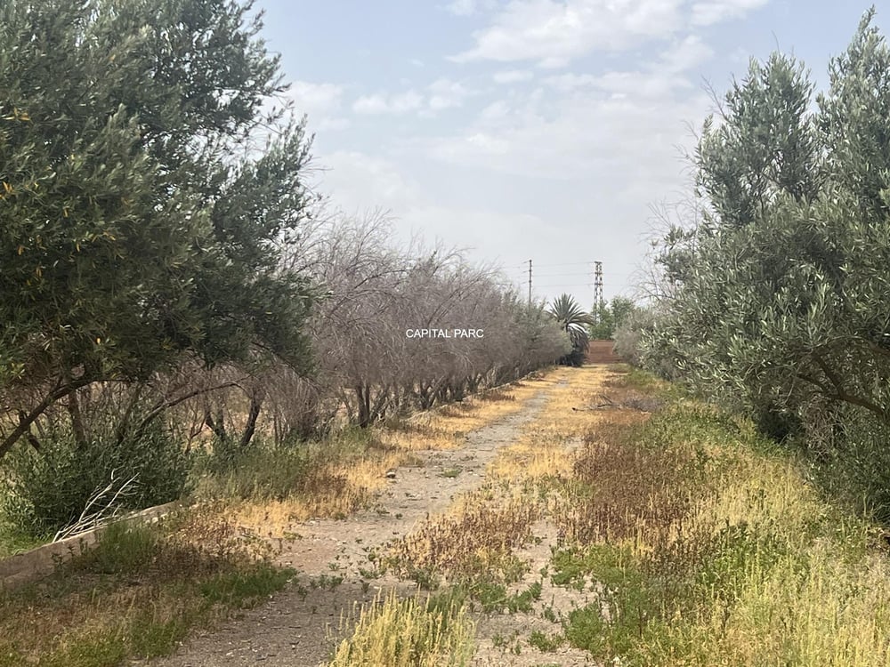 Terrain constructible 5 ha à vendre, Route de Fès, Marrakech — photo 4