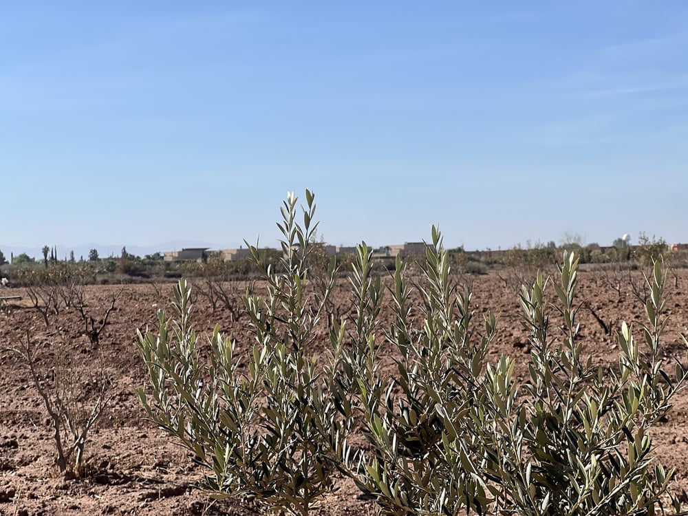 Terrain villa 5,8 ha à vendre, Route Amizmiz, Marrakech — photo 4